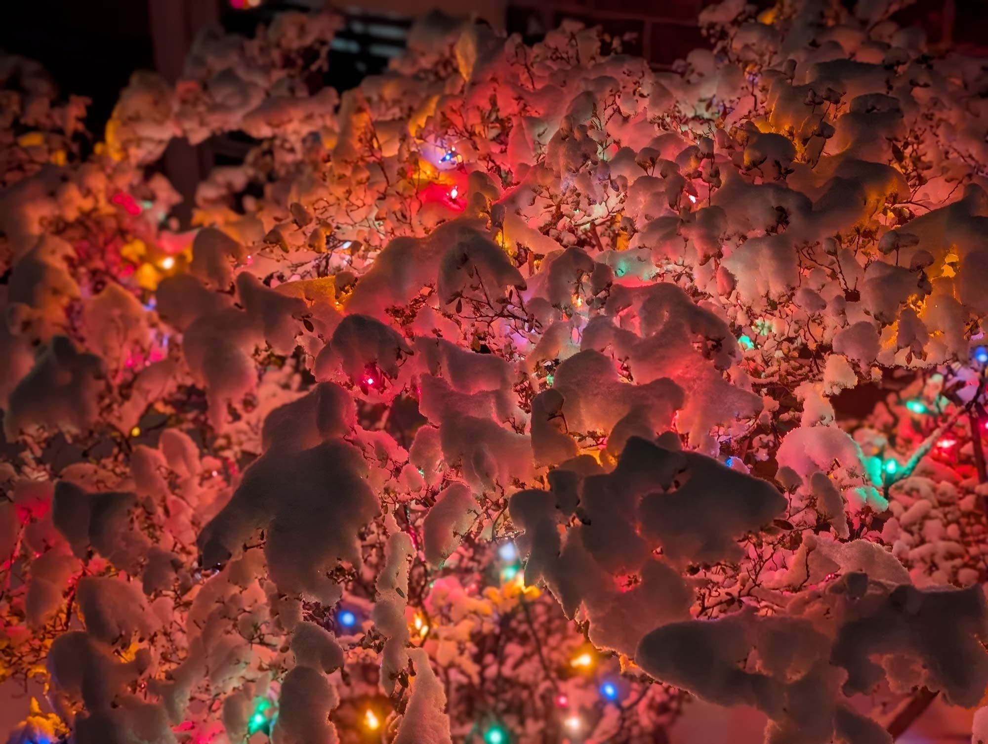 close up of a snow covered azalea bush illuminated by multicolored christmas lights at night