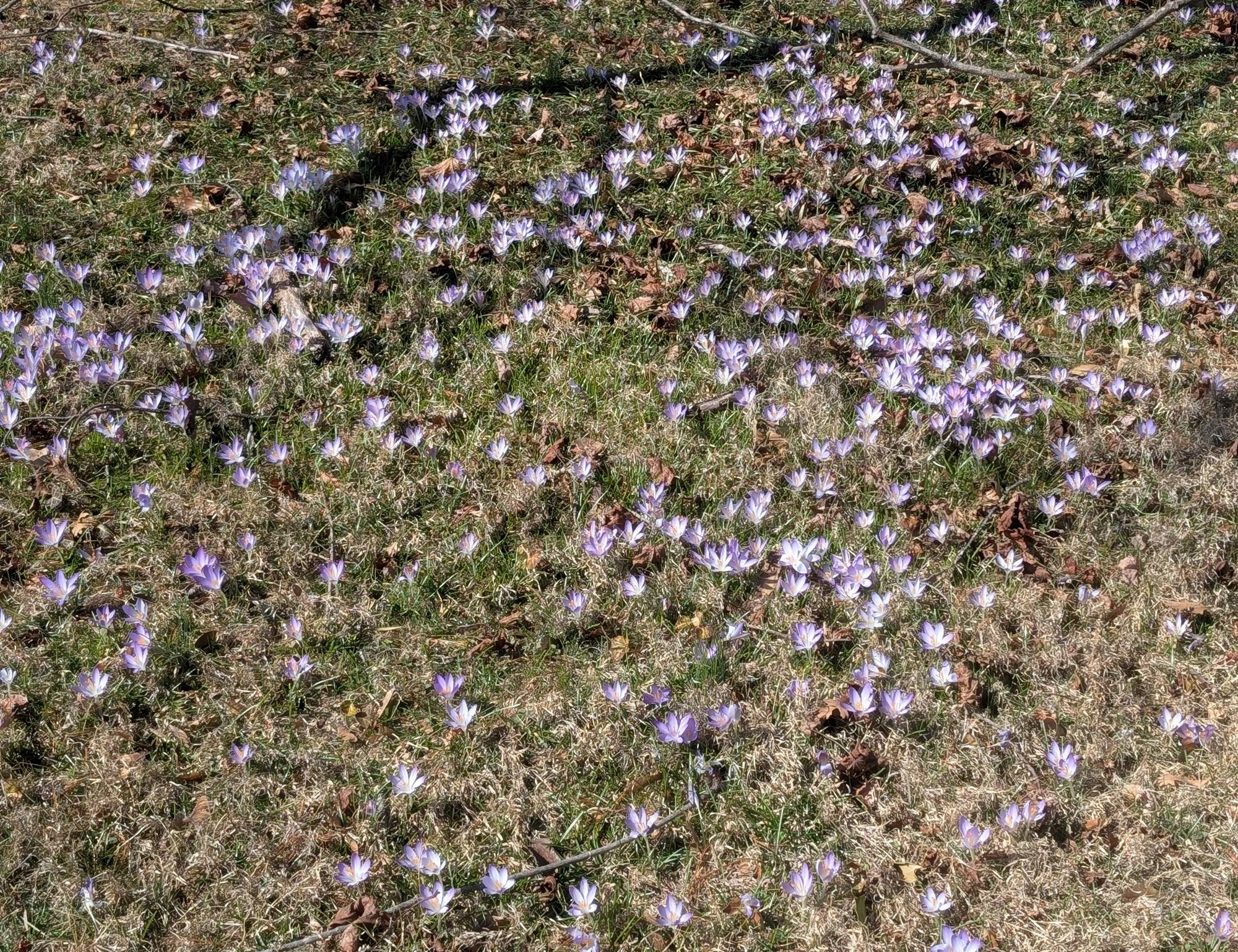 A group of early crocus flowers blanketing a lawn