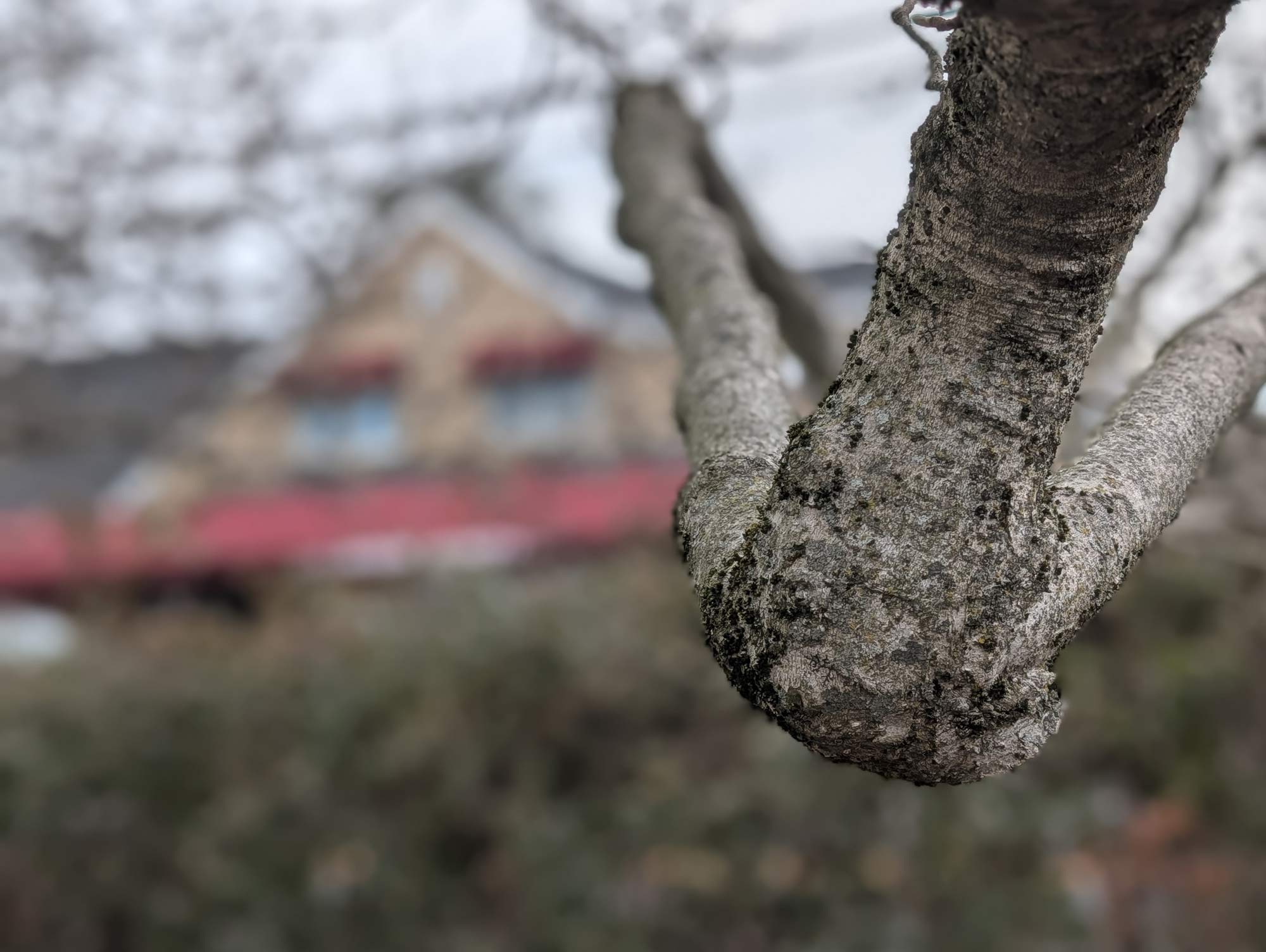 The crook af a grey tree branch, wear it splits into two smaller branches that extend away from the single brach in dramatic directions