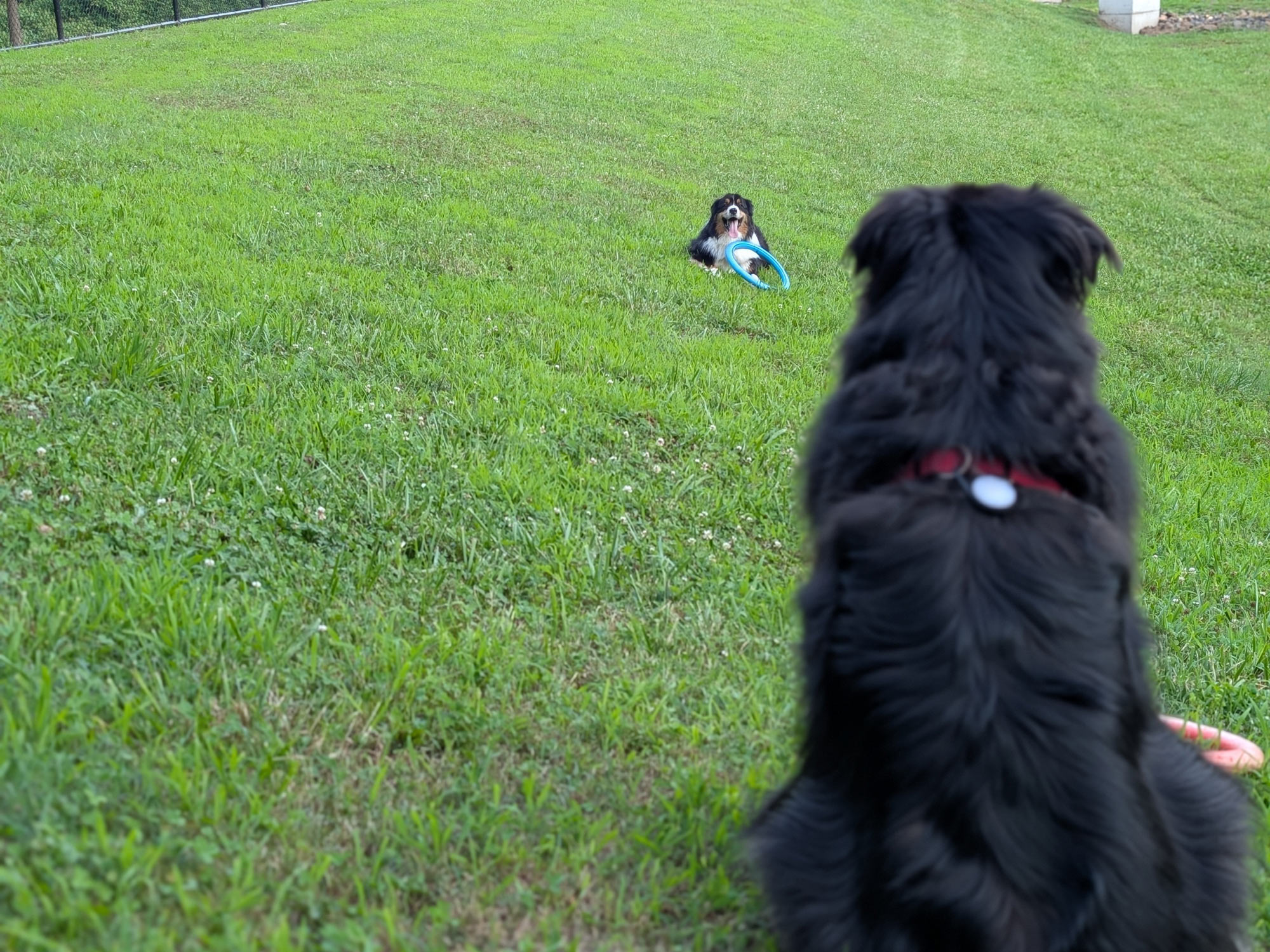 Close up of the back of a dog that is facing a dog in the distance. Each dog has a ring toy.
