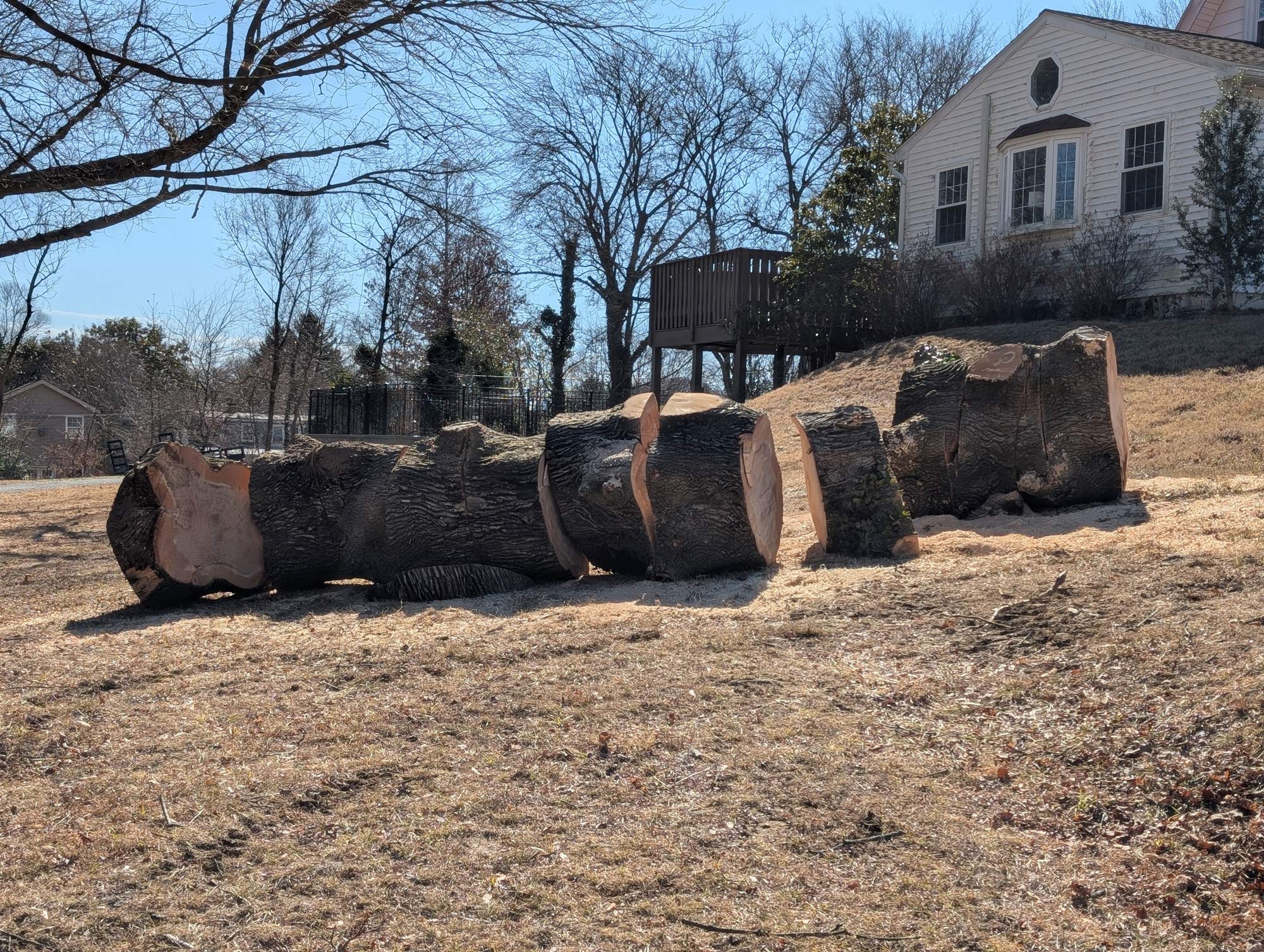 A trunk of a large tree, laying in sawed sections on the ground