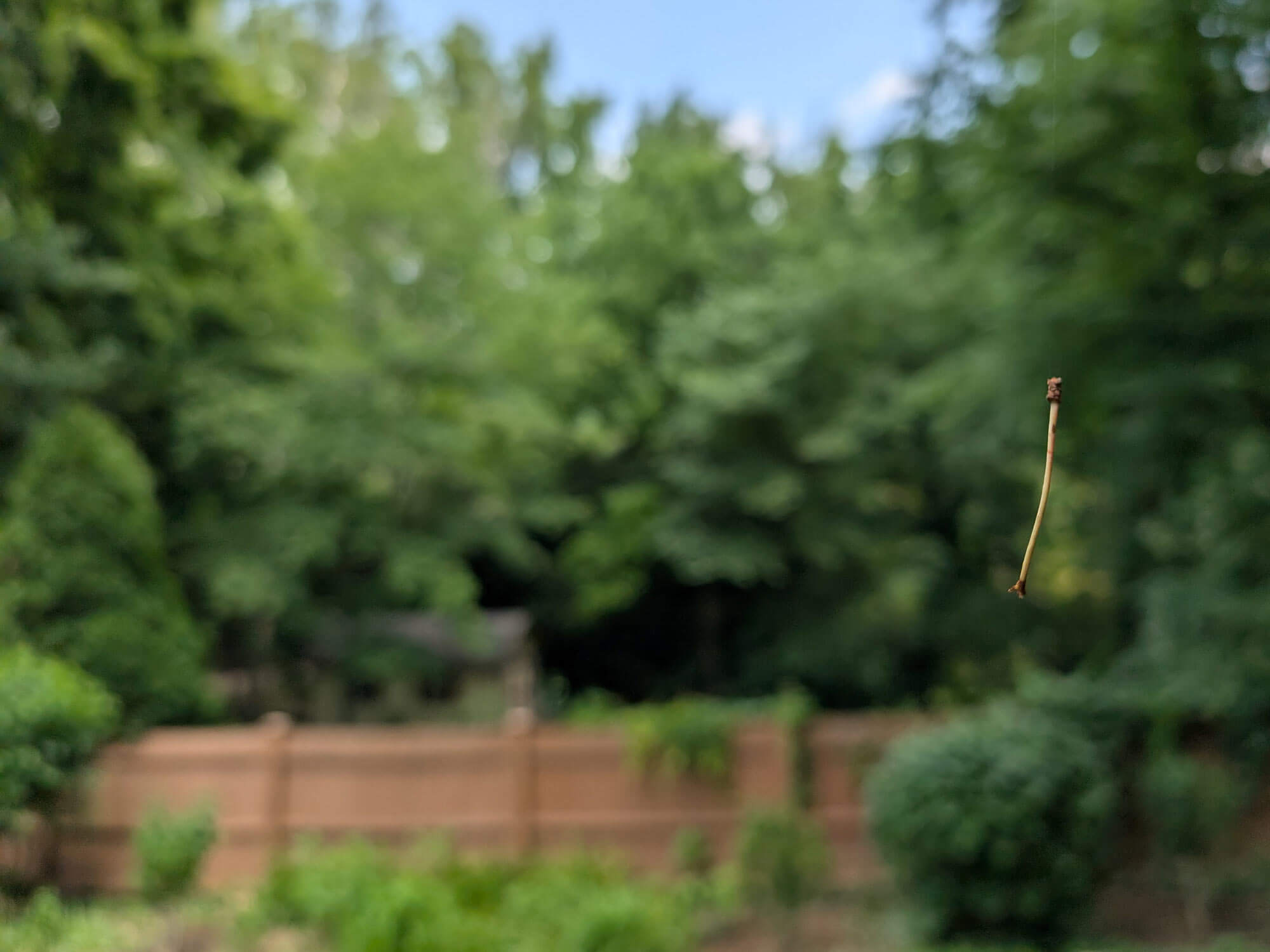 A pine needle seemingly floating in the air while handing from a thread of spider silk