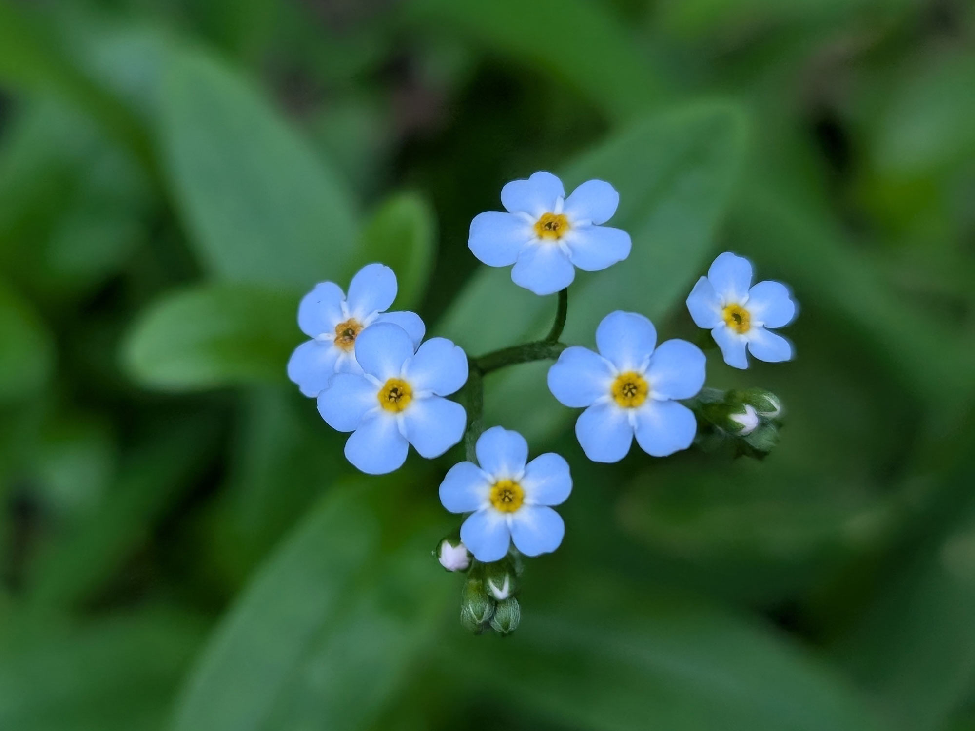 A closeup of a Forget Me Not plant, showing it's small sky blue five petaled flowers that fade from yellow to white at it's center
