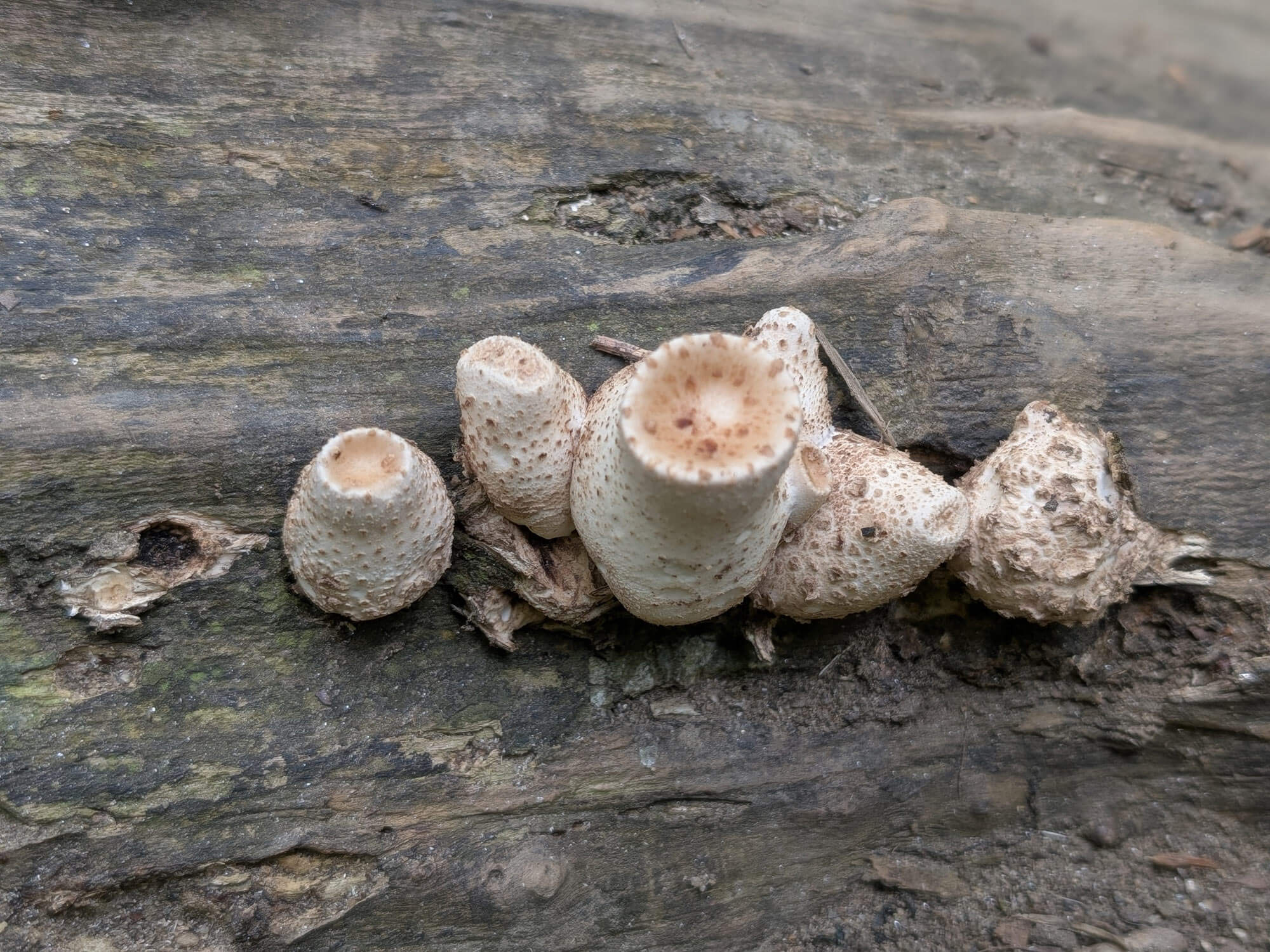 A group of white, pear-shaped mushrooms covered in small spines (Lycoperdon perlatum aka gem-studded puffballs)