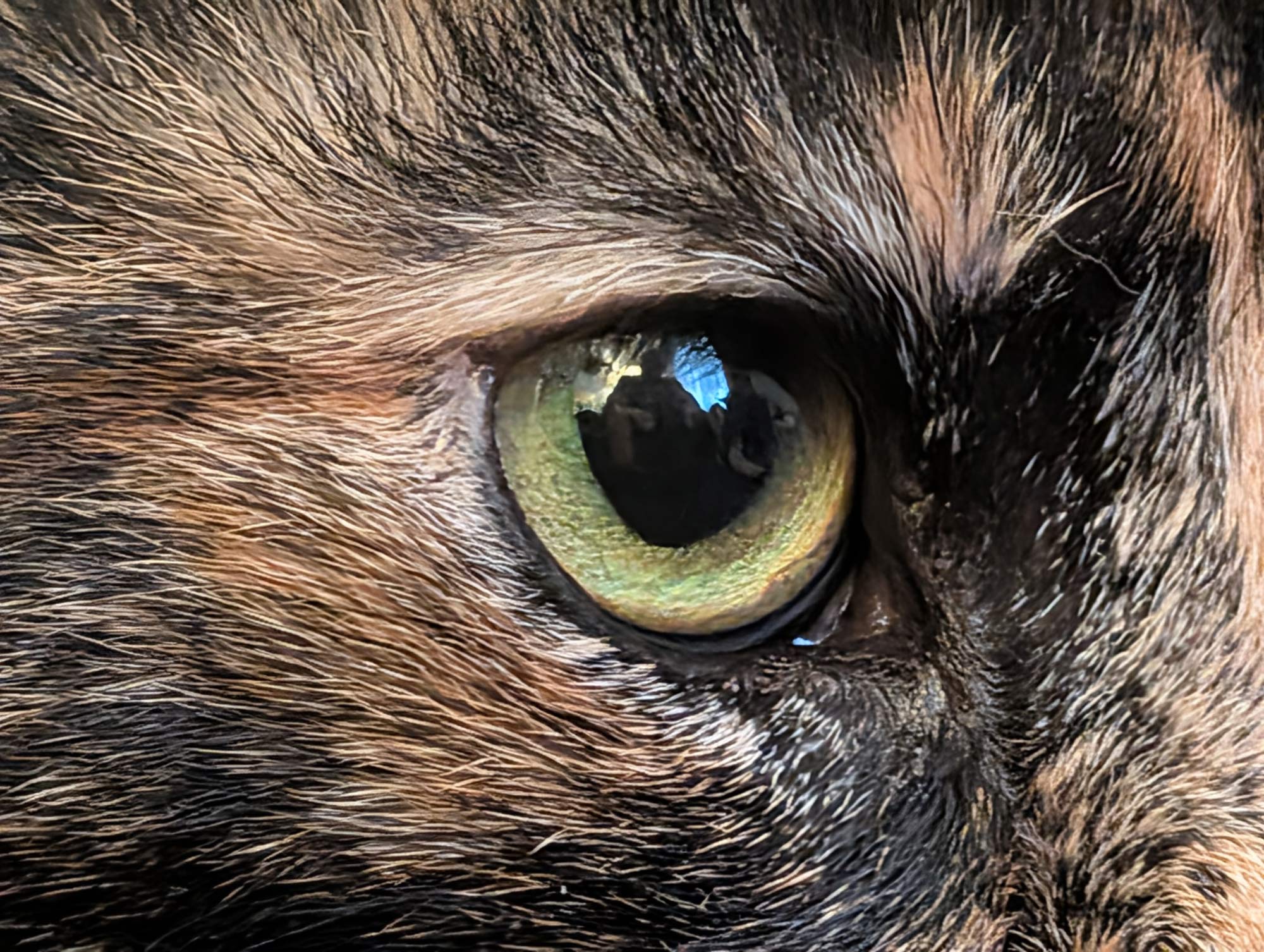 close up of a golden-green eye of a tortoise shell coated cat