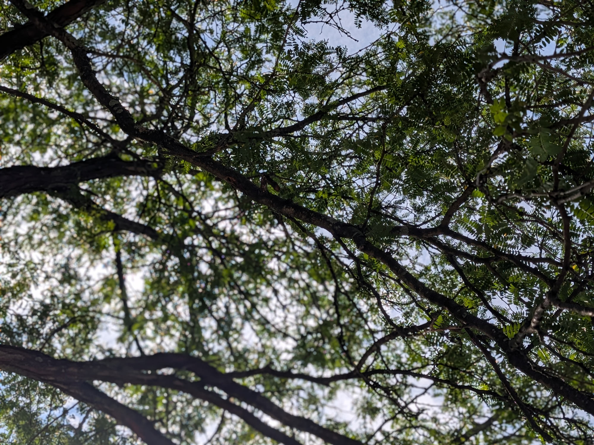 A clear blue sky viewed from the ground looking up through a network of tree branches