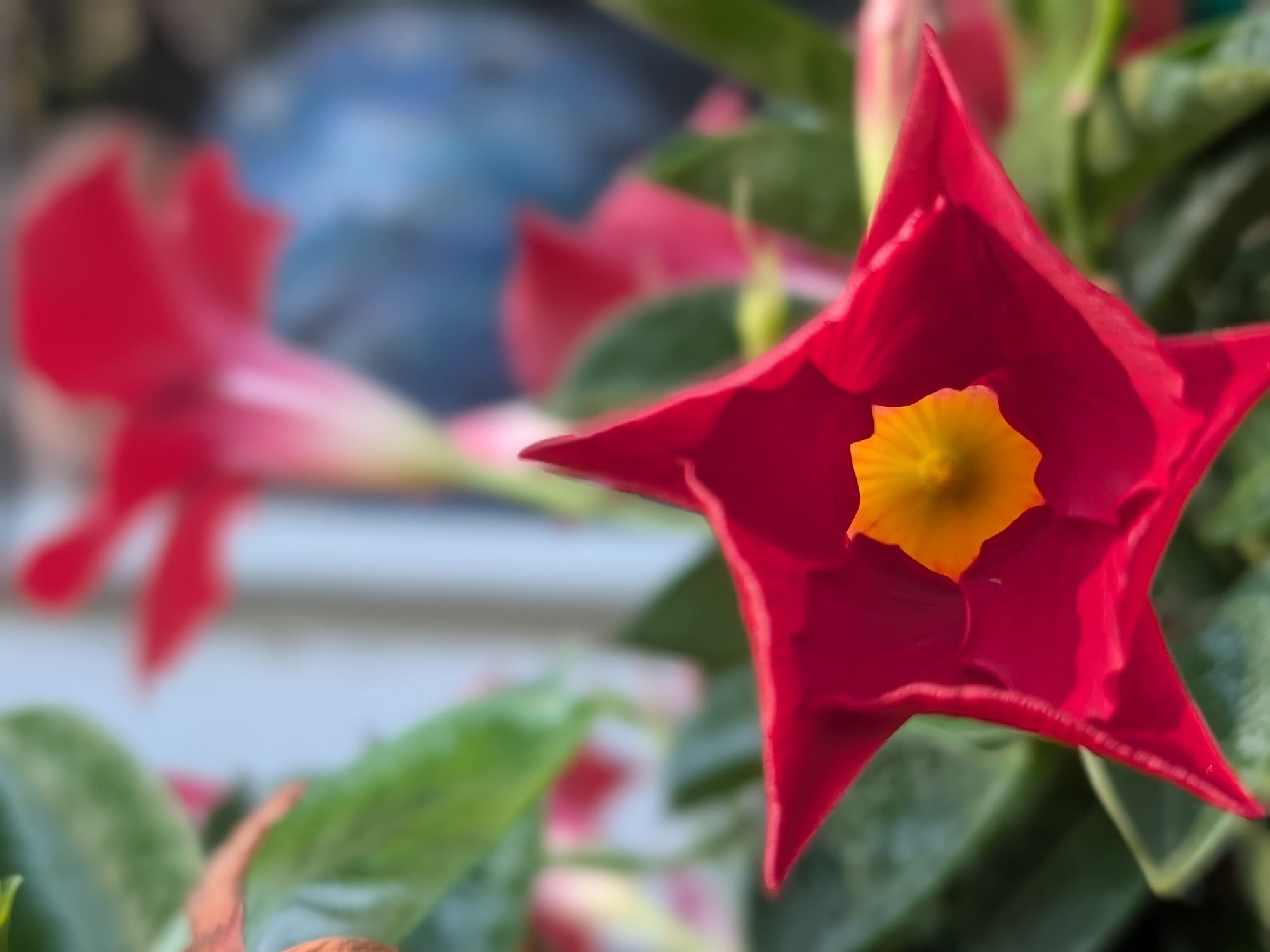 A close up of a half-closed red mandevilla that is vivid yellow on the inside