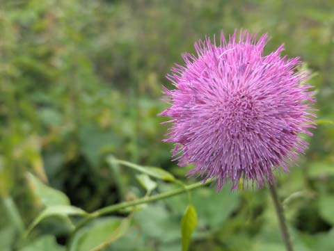 A Milk Thistle in fill bloom