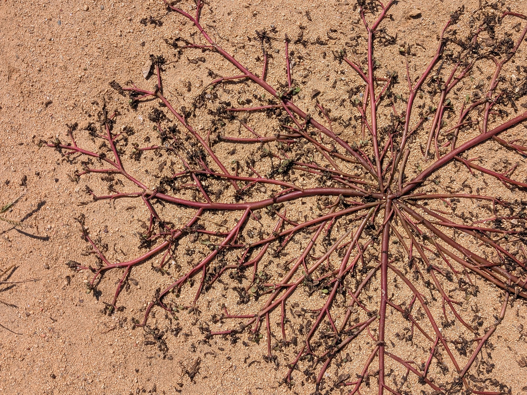 A network of reddish branches of plant spread across a patch of sandy dirt
