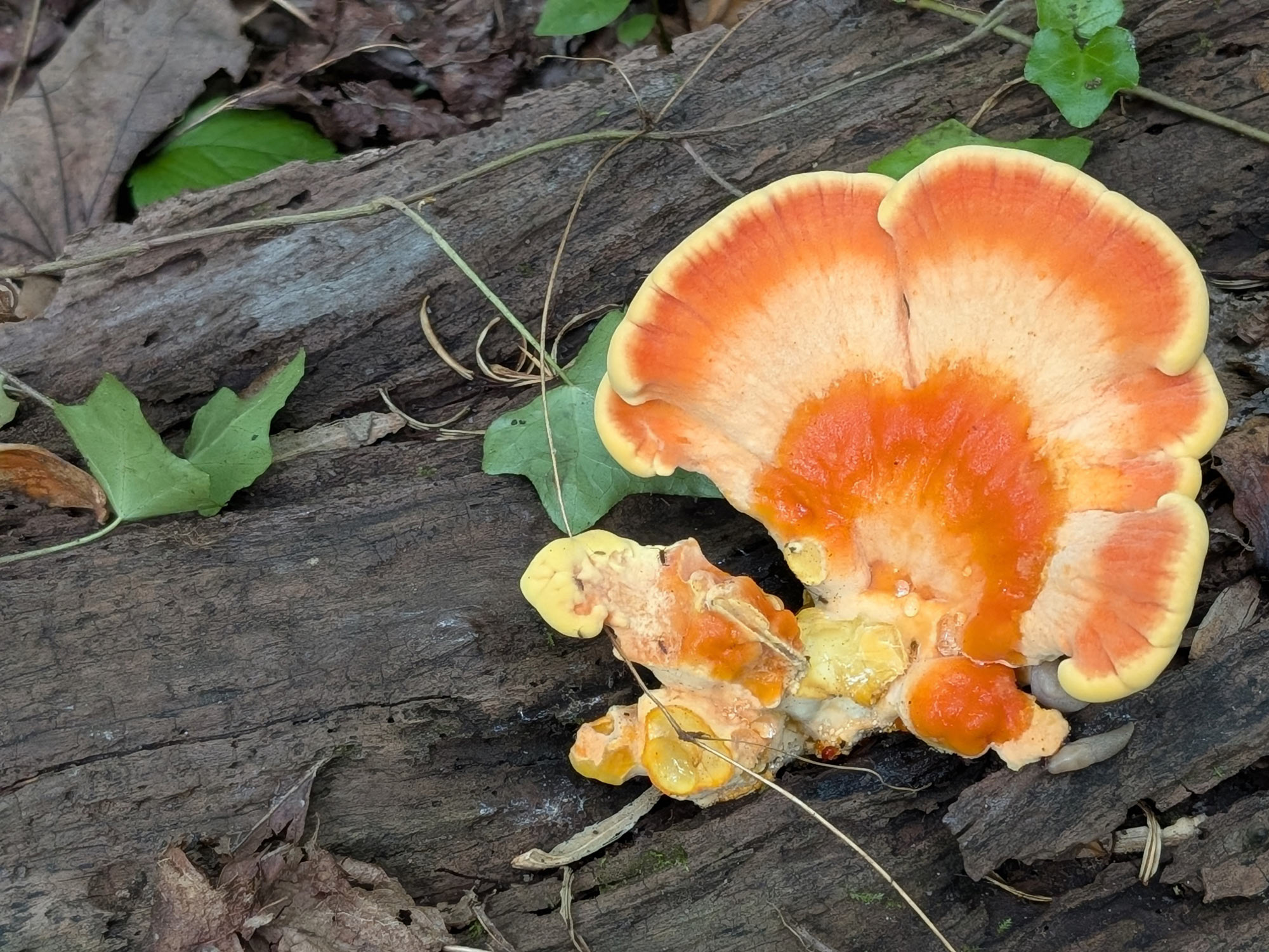 a fresh, fan-shaped bracket fungus with a vibrant bright-orange upper surface fading into a soft yellow-to-cream margin and a bright yellow underside, growing directly on a decaying log