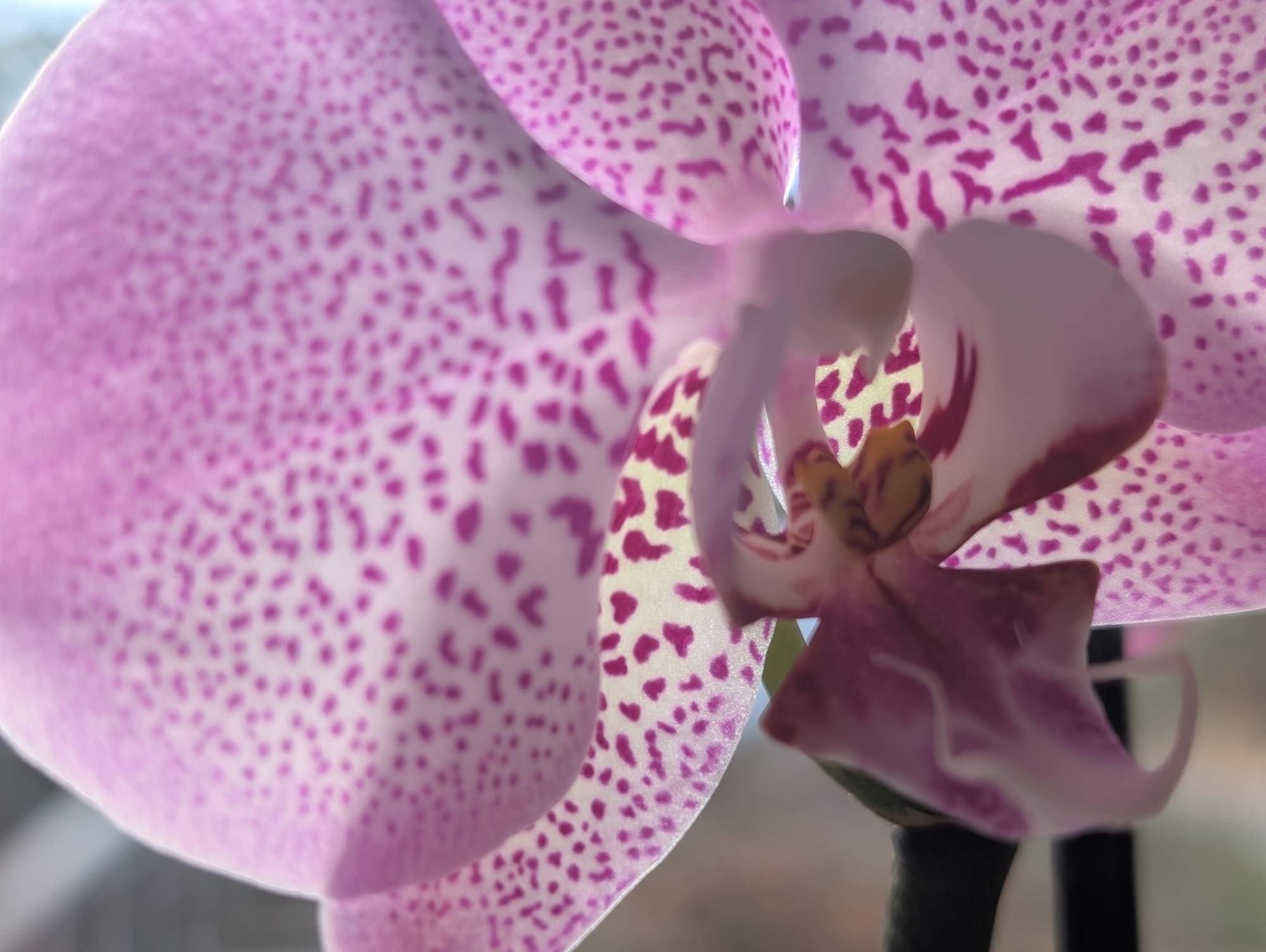 Closeup of a light red-violet and white orchid flower