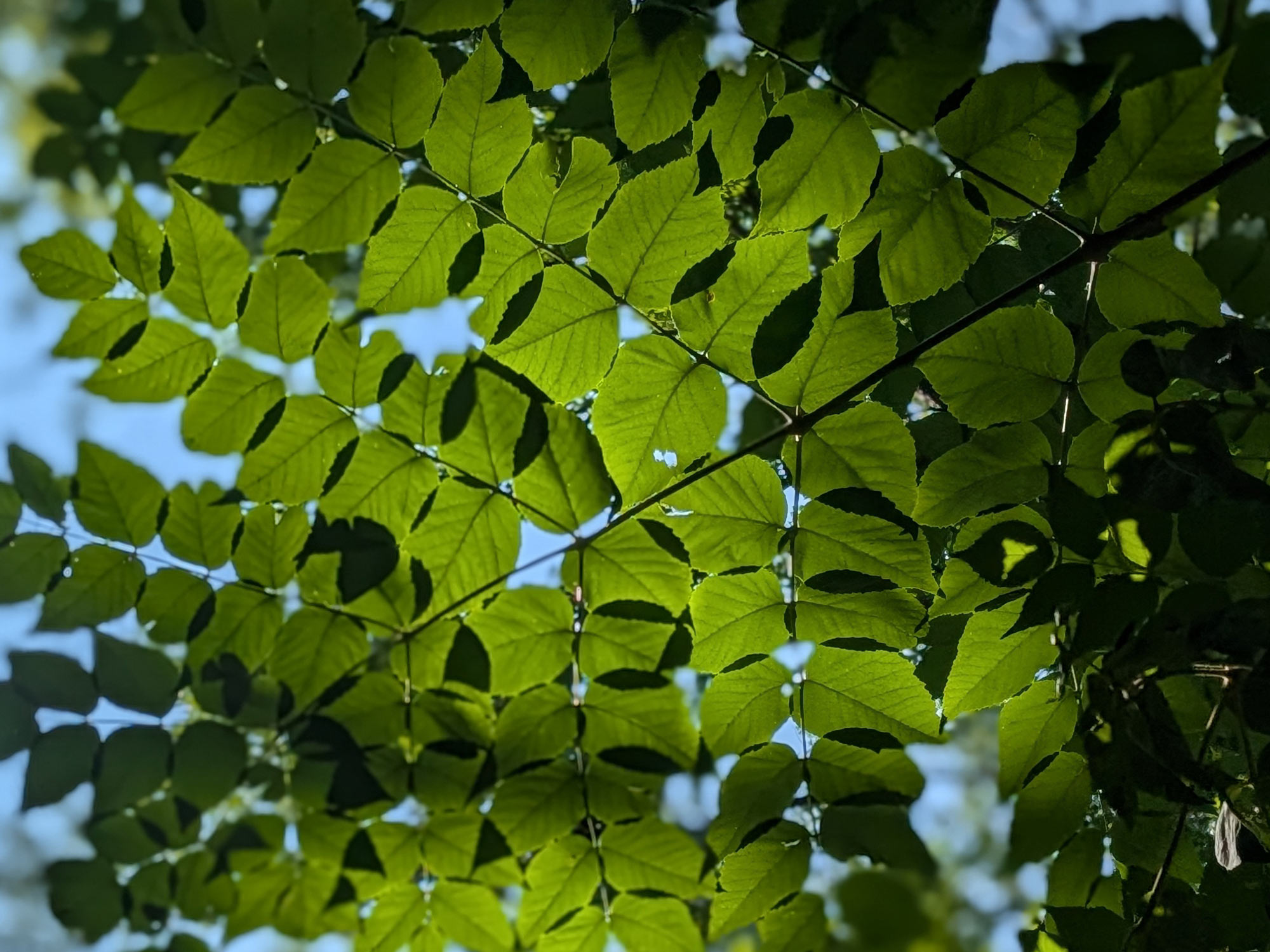 Sunlight creating crescent shaped shadows on overlapping leaves.