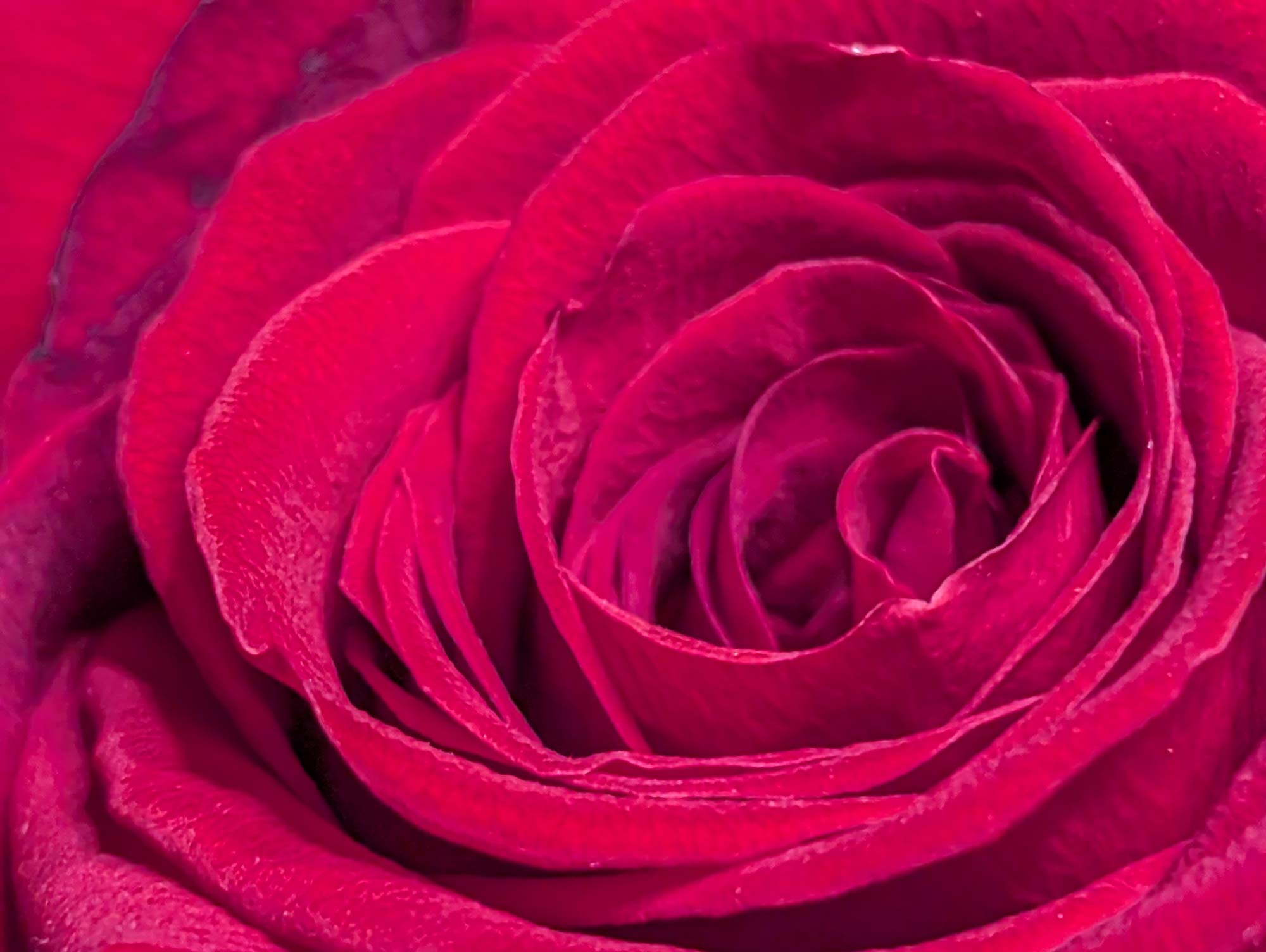 Close up of the petals of a red rose