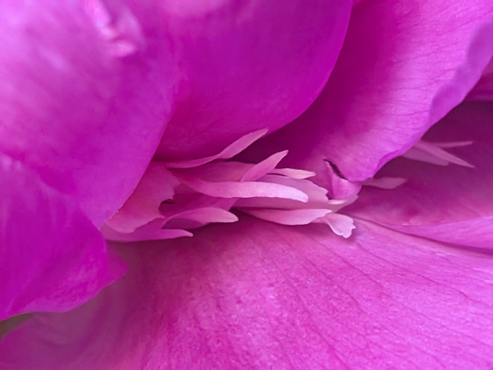 A close up of a pinkish colored peonie petal, showing tiny little petals protruding between another petal