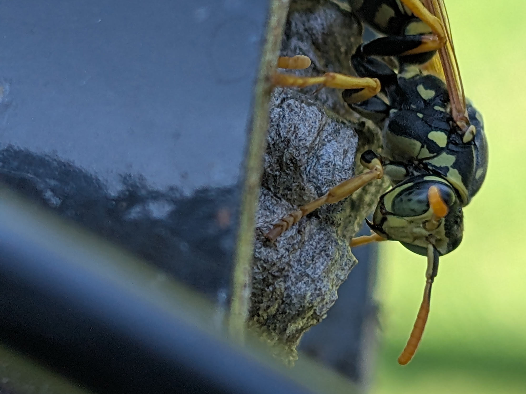 A side-view of a Yellowjacket perched upside down looking menacingly toward the camera