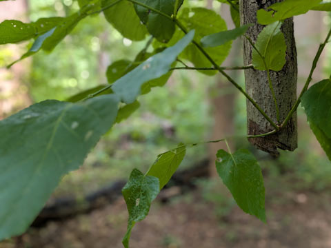the sawed-off end of a tree trunk that is hanging down from where it is half broken off at the top of the tree, with small live branches growing out of it.