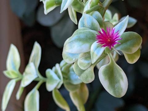 Blooming pink flower of a Baby Sun Rose plant