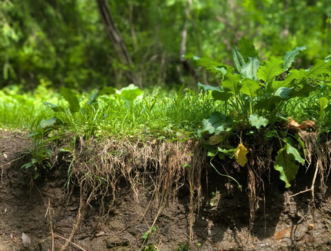 The bank of a small creek right where is bends, causing the bank to be relatively steep
