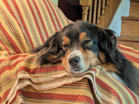Bear, an Australian Shepherd, barely awake, resting his head on a red and yellow striped arm of a chair