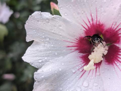 A bee gathering pollen from a white Rose-of-sharon flower that has a wine-colored splash of color at it's center