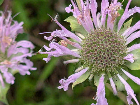 Close-up of a Wild Bergamot flower, featuring a prominent, spiky central seed head surrounded by tubular, light purple petals.
