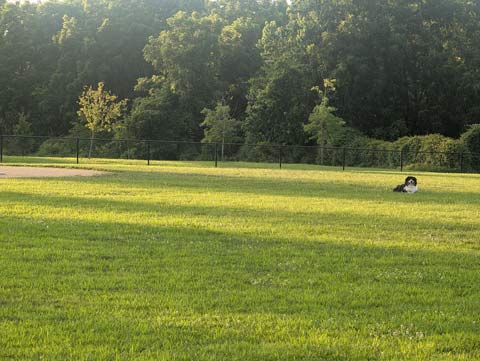 Bernie, an Australian Shepherd laying down in the outfield of a baseball park