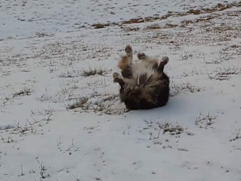 Bernie, an Australian Shepherd, dropping and rolling in the snow