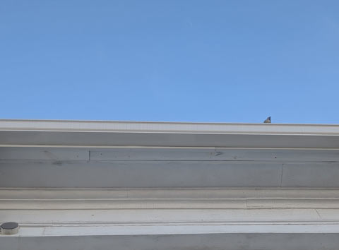 A lone bird pearing down at me from a roof ledge