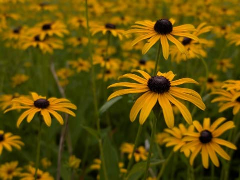 A large group of Black-eyed Susans, a daisy-like flower with a brown center and dark yellow petals