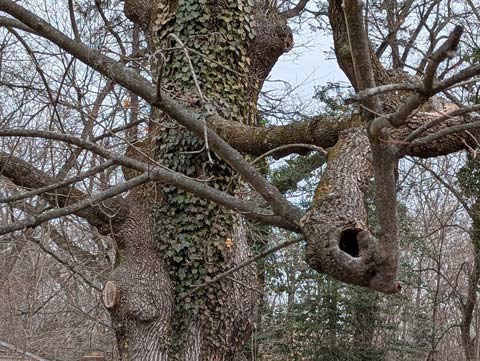 A tree branch, bent, broken and twisted, extending out toward the forefront of the image