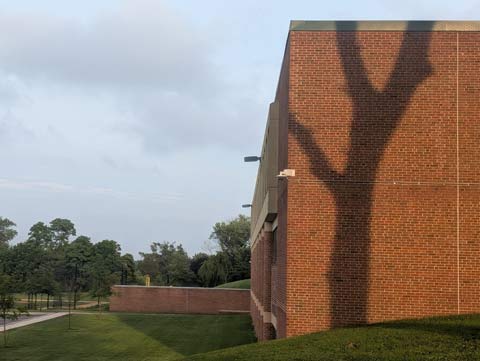 The shadow of a large tulip poplar tree on a brick wall