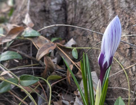 A Pickwick crocus bud, newly sprung