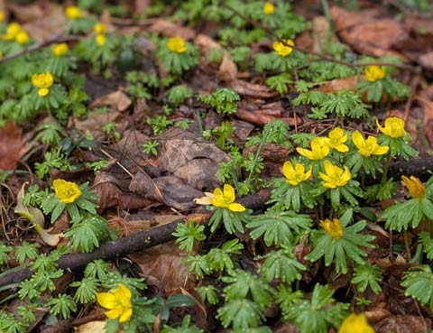 A patch of buttercups, newly bloomed, spread across a lawn