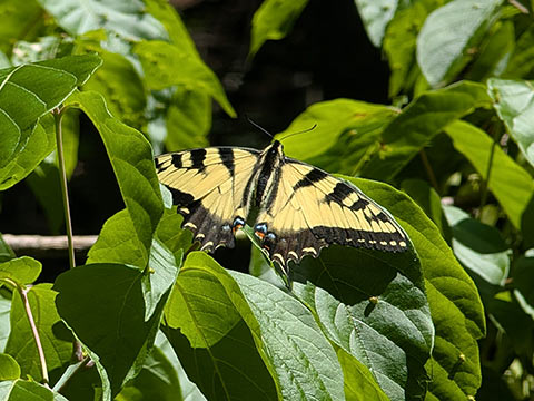 A yellow butterfly resting on a tree leaf among a leaf-filled branch