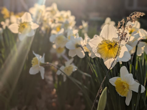 Sunlight shining on and through a group of yellow daffodils