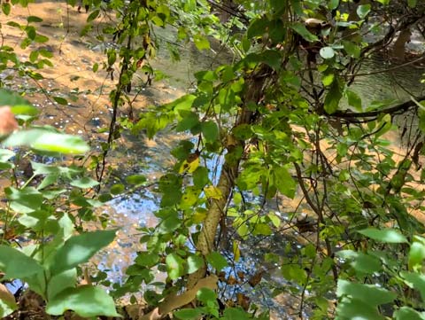 Dappled light being reflected from a creek onto the bottom of tree leaves