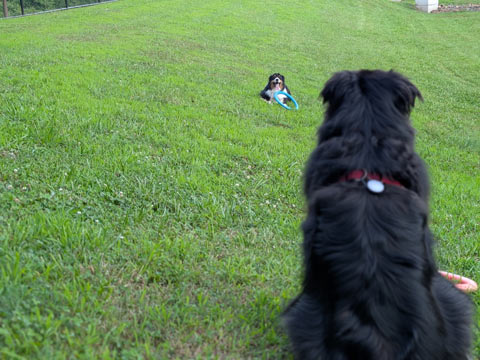 Close up of the back of a dog that is facing a dog in the distance. Each dog has a ring toy.