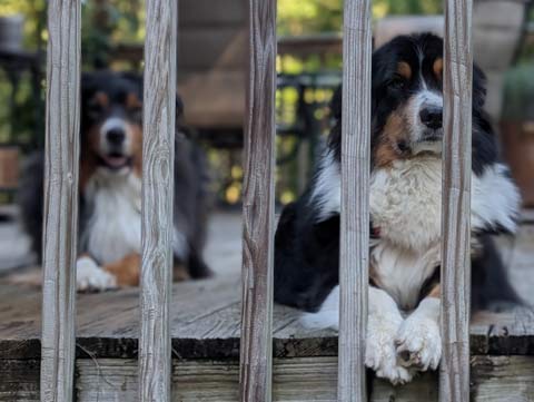 Bernie and Bear, Australian Shepherds, looking longingly through the rails of a deck.