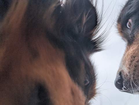 A close-up of Bear and Bernie, Australian Shepherds, from below, against a grey Winter sky