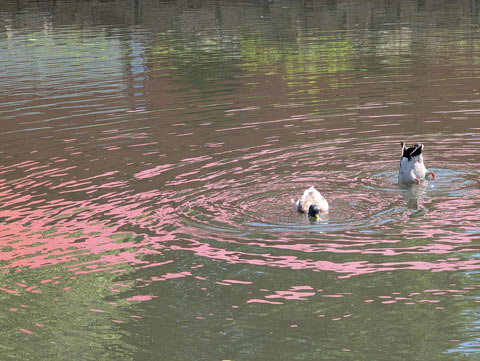 Two ducks in the water, one about to dunk it's head, and the other with only it's butt visible it tries to catch a fish