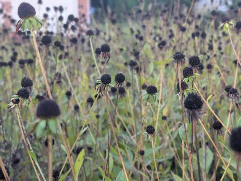 A patch of dead Black Eyed Susans, petal's having dropped weeks ago, only the black centers remain
