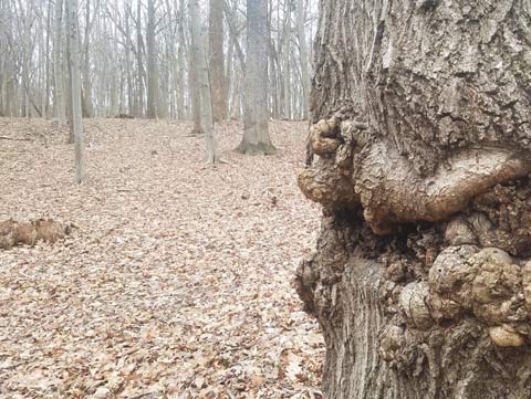 A close-up of a gnarled tree in the foreground and a background showing a tree-filled wood
