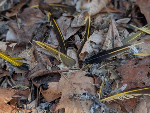 Yellow bird feathers laying among leaves. Apparently at the scene of a murder