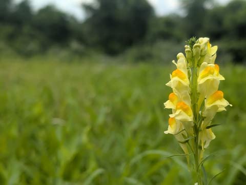 Long pale yellow flowers with orange tips on a Yellow Toadflax plant in a large field
