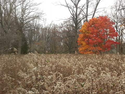 A tree with fiery orange foliage standing in a grey Autumn field
