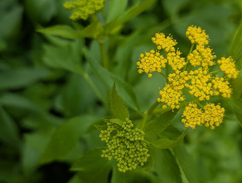 A Golden Alexander plant, whose yellow blooms are arranged in a pattern that resembles a busrt of fireworks
