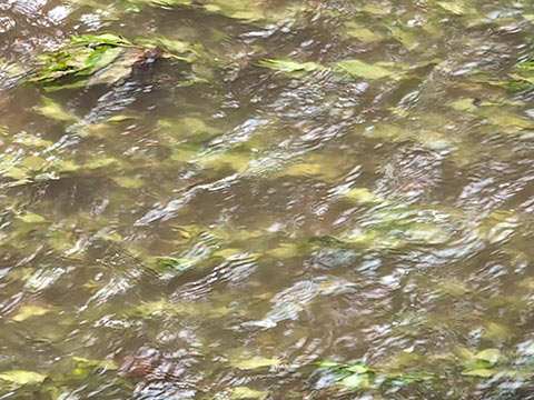 Floodwaters flowing over vegetation that is normally on the bank of the creek