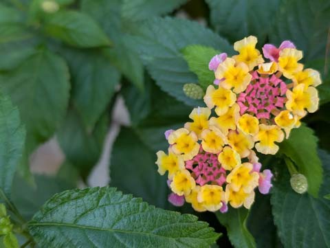 Two Lantana flowers, bunched in rings of yellow, orange and pink