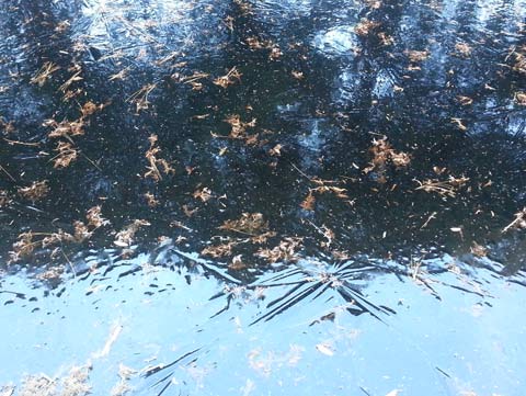 Leaves trapped in the frozen water of a fountain