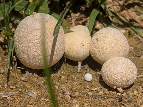 A group of four very small mushrooms growing on the edge of the grass that runs along the 3rd base line of a baseball field